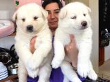 Beyaz Husky Si̇bi̇rya Kurdu Yavrular