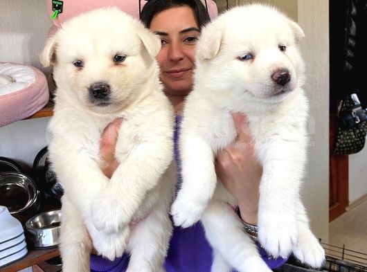 Beyaz Husky Si̇bi̇rya Kurdu Yavrular görsel