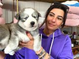 Si̇bi̇rya Kurdu Husky Yavrular