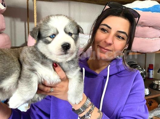 Si̇bi̇rya Kurdu Husky Yavrular görsel