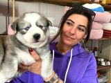 Si̇bi̇rya Kurdu Husky Yavrular