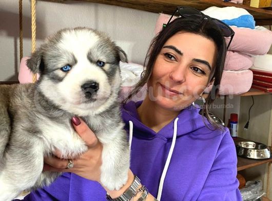 Si̇bi̇rya Kurdu Husky Yavrular görsel