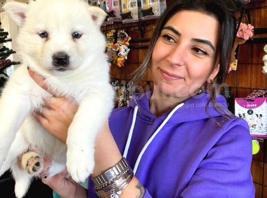 Beyaz Husky Si̇bi̇rya Kurdu Yavrular görsel