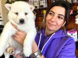 Beyaz Husky Si̇bi̇rya Kurdu Yavrular