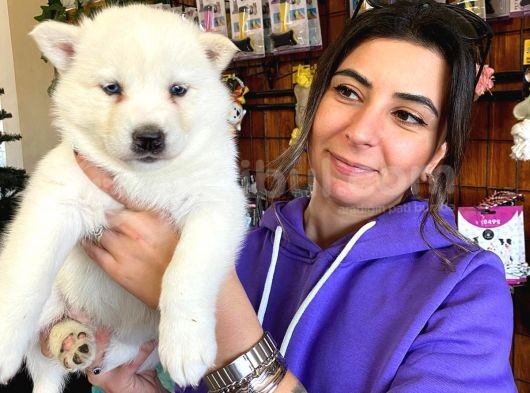 Beyaz Husky Si̇bi̇rya Kurdu Yavrular görsel