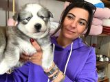 Si̇bi̇rya Kurdu Husky Yavrular