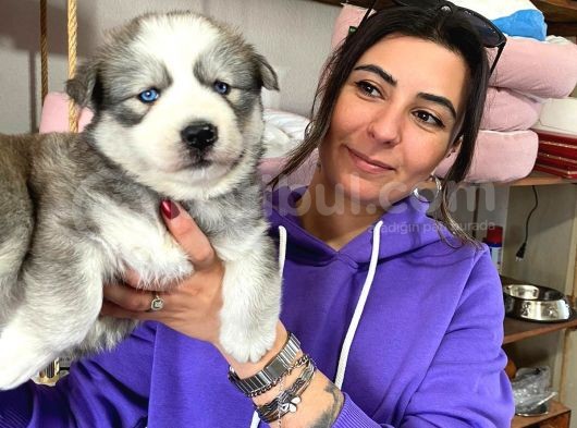 Si̇bi̇rya Kurdu Husky Yavrular görsel