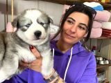 Si̇bi̇rya Kurdu Husky Yavrular