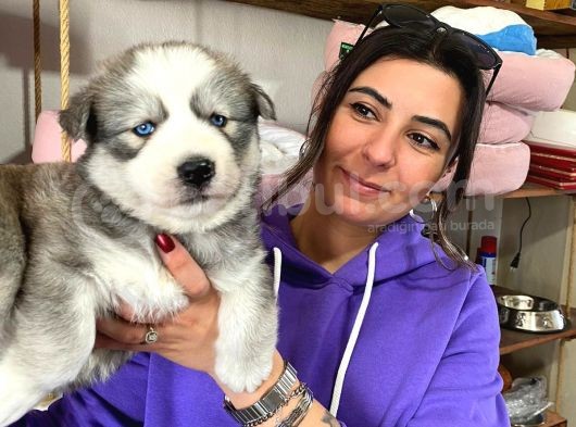 Si̇bi̇rya Kurdu Husky Yavrular görsel