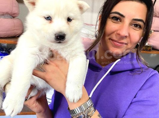 Beyaz Husky Si̇bi̇rya Kurdu Yavrular