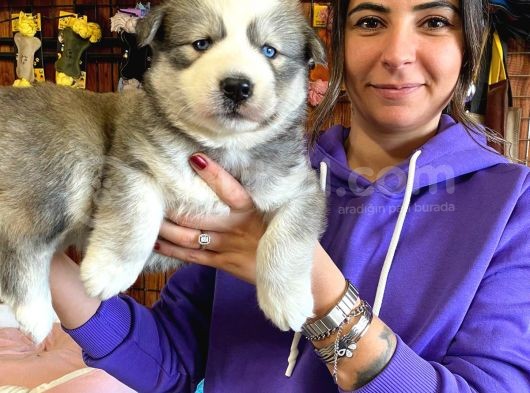 Si̇bi̇rya Kurdu Husky Yavrular
