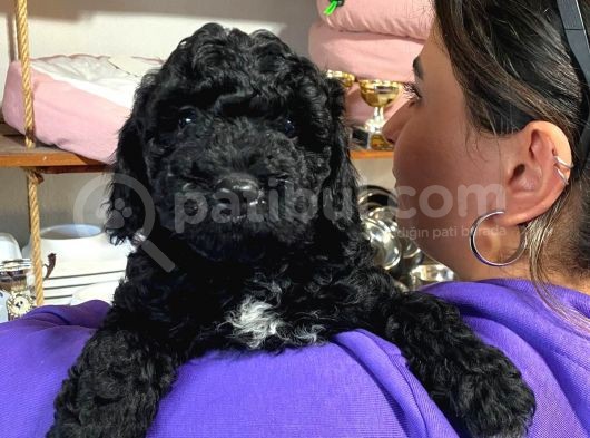 Black Poodle Si̇lver Bebekler görsel