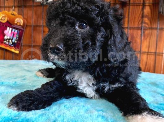 Black Poodle Si̇lver Bebekler görsel