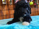 Black Poodle Si̇lver Bebekler