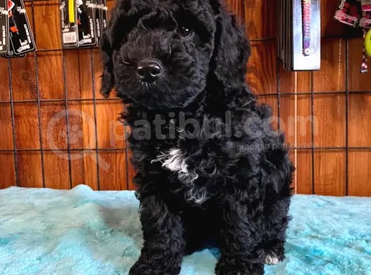 Black Poodle Si̇lver Bebekler
