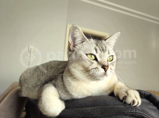Kardeşler görsel
