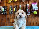 A KALİTE MALTİPOO YAVRULARIMIZ