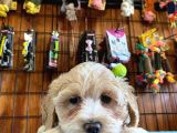 A Kali̇te Malti̇poo Yavrularimiz