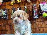 A Kali̇te Malti̇poo Yavrularimiz