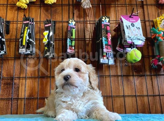 A Kali̇te Malti̇poo Yavrularimiz görsel