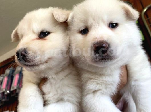Husky Yavrularimiz görsel