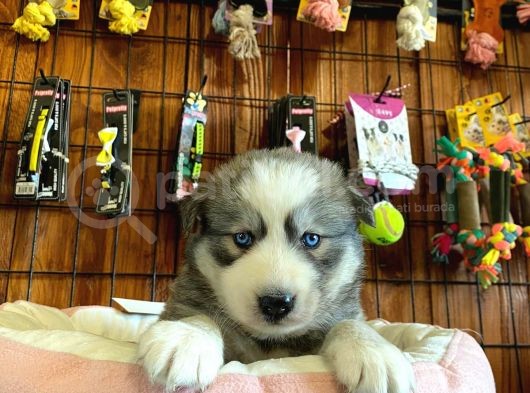 Husky Yavrularimiz görsel