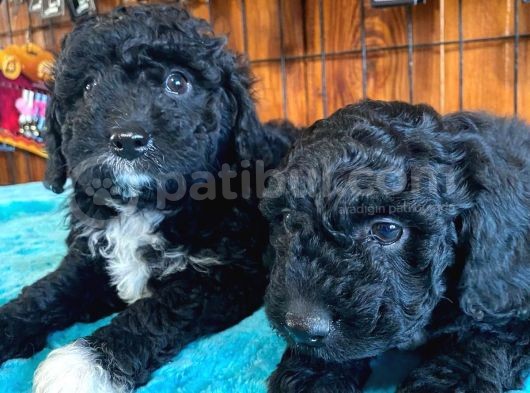 Özel Renk Siyah Poodle Yavrularımız görsel