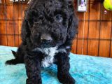 Özel Renk Siyah Poodle Yavrularımız