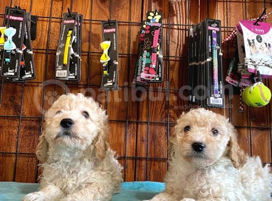 A Kali̇te Malti̇poo Yavrularimiz görsel