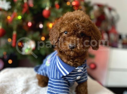 Red Brown Toy Poodle görsel