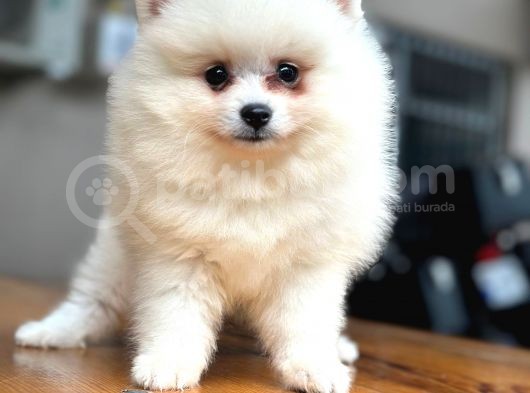 En Yakışıklı Pomeranian Boo Erkek Yavru görsel
