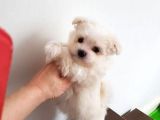 Teacup Maltese Terrier Bebekler