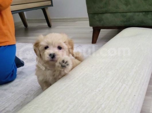 Mükemmel Maltipoo Yavrumuz Bursa Çiftlikten