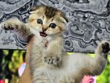 Golden Şirin  Scottish Fold British Yavrular