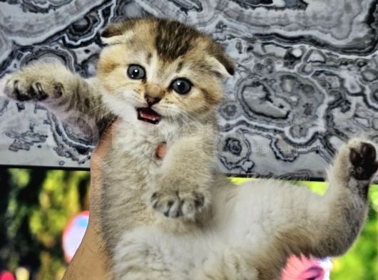 Golden Şirin  Scottish Fold British Yavrular görsel