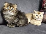 Aile Sıcaklığnda Golden Scottish Fold British Yvrlr