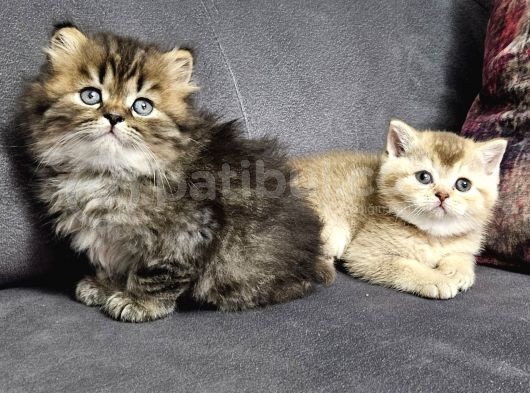 Aile Sıcaklığnda Golden Scottish Fold British Yvrlr görsel