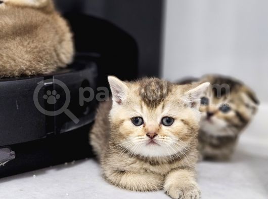 Aile Sıcaklığnda Golden  Scottish Fold British Yvrlr görsel