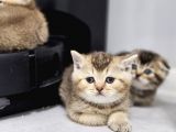 Aile Sıcaklığnda Golden Scottish Fold British Yvrlr