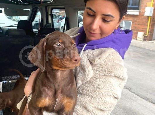 Safkan Kizil Doberman Yavrular görsel