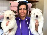 Beyaz Husky Si̇bi̇rya Kurdu Yavrular