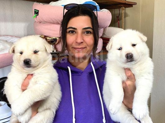 Beyaz Husky Si̇bi̇rya Kurdu Yavrular görsel