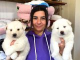 Beyaz Husky Si̇bi̇rya Kurdu Yavrular