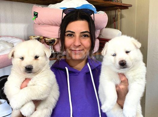Beyaz Husky Si̇bi̇rya Kurdu Yavrular görsel