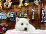 Beyaz Husky Si̇bi̇rya Kurdu Yavrular