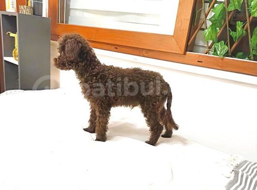 Orjinal Toy Garantili 6 Aylık Çikolata Erkek Poodle görsel