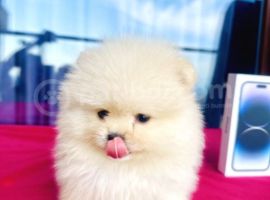 Pamuk Gibi Mini Boy Safkan Pomeranian Boo Yavrular görsel