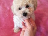 Beyaz Erkek Toy Poodle Bebeğim