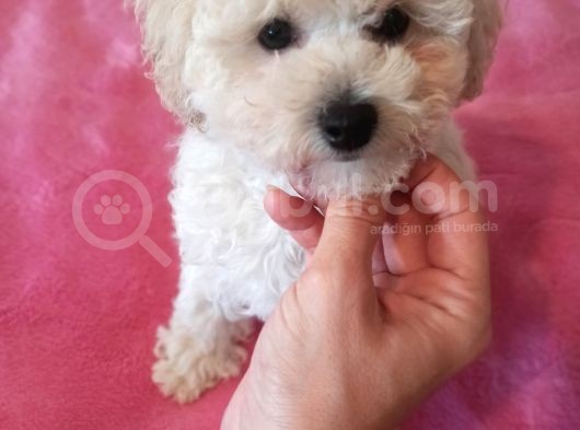 Beyaz Erkek Toy Poodle Bebeğim görsel