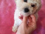 29 Eylül doğumlu erkek toy poodle bebeğim